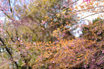 wild himalayan sakura cherry blossom flower. blooming pink flora tree