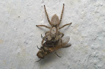 Gray jumping spider eating a fly on a house wall in Italy.