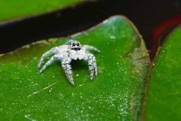 Gray jumping spider foun in an Italian house during summer - Powered by Adobe