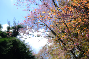 wild himalayan sakura cherry blossom flower. blooming pink flora tree