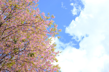 Obraz na płótnie Canvas wild himalayan sakura cherry blossom flower. blooming pink flora tree