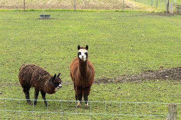 Fototapeta premium Zwei Alpaka Tiere auf einer Weide