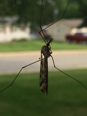 mosquito