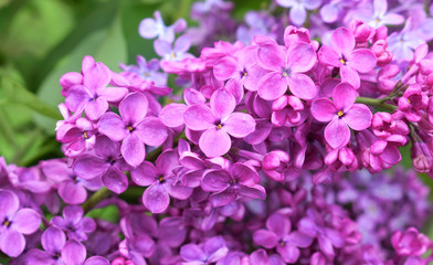 Lilac flowers close-up in a spring garden. Abstract floral background.