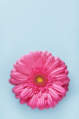 Single gerbera flower petal isolated on a colorful background viewed from above. Top view. Copy space