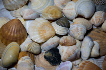 sea shells on the beach