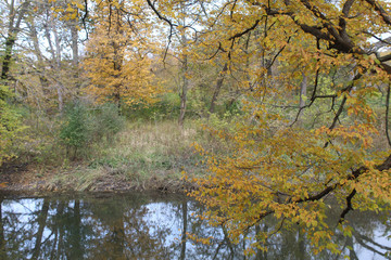 Trees with yellow leaves in autum at the McDowell Grove Forest Preserve in Naperville, Illinois