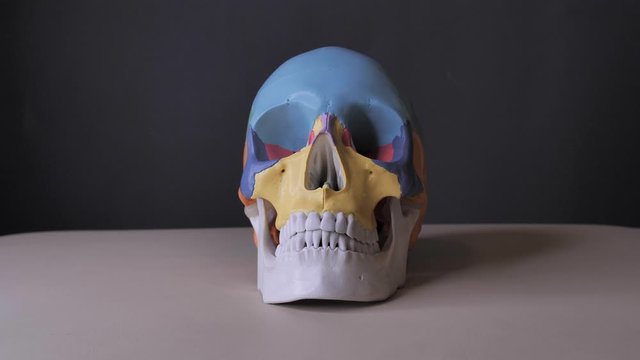 Front view of the human Skeleton System Skull Anatomy. Gray background, shedows.