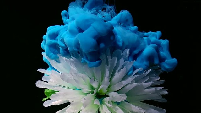 Beautiful white chrysanthemum flower on a fantastic background. Blue watercolor ink in water on a black background. A powerful explosion of colors. Cool trending screensaver.