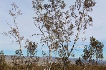 Living up to 400 years or more is part of what makes this native plant, Creosote Bush, Larrea Tridentata, so successful in Mission Creek Preserve, where the Mojave and Colorado Deserts converge.
