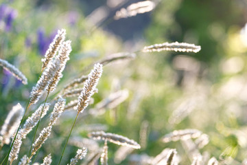 field grasses in a contoured light on a field on a summer morning