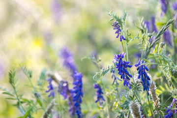 field grasses and lilac flowers in a contoured light on a field