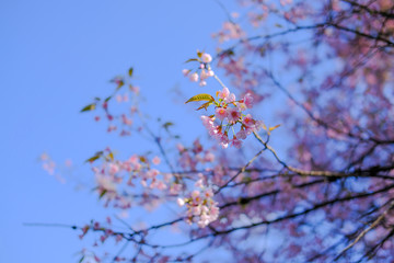 wild himalayan sakura cherry blossom flower. blooming pink flora tree