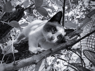 Portrait of a cat on the tree