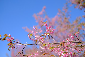wild himalayan sakura cherry blossom flower. blooming pink flora tree
