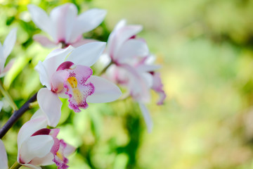 Fototapeta na wymiar blooming white purple orchid flower in garden