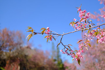 wild himalayan sakura cherry blossom flower. blooming pink flora tree
