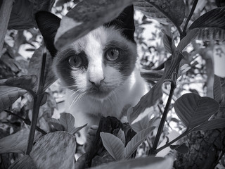 Cat portrait on a tree