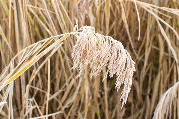 Gras mit Raureif überzogen