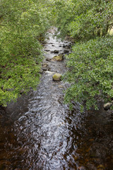 View looking along river with overhanging trees