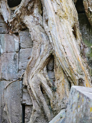 stone carving art of face warped by tree root at Ta Prohm Temple in Angkor wat complex, Siem Reap Cambodia.
