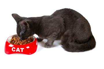 grey cat is eating wet food