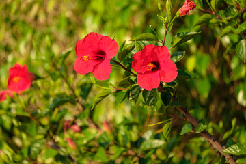 two red flowers on bushes growing in a warm country