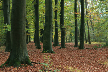 Tree trunks in deciduous forest in autumn.