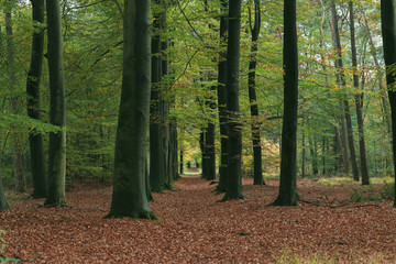 Tree trunks in deciduous forest in autumn.