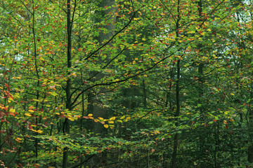 Foliage of young trees in early fall.