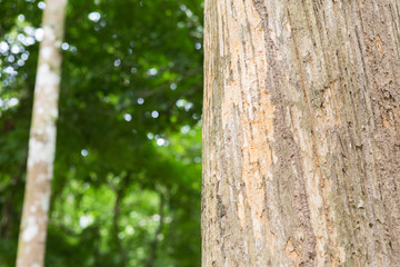 Teak tree in the forest with blurred background