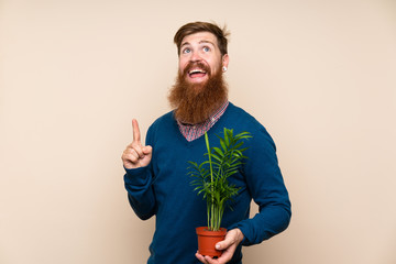 Redhead man with long beard over isolated background taking a flowerpot and pointing up