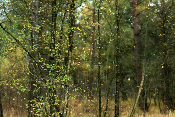 Yellow colored leaves of birches in fall forest.