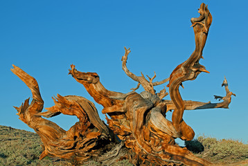 Bristlecone pines at sunset (Pinus longaeva), our planet's oldest living organisms, White Mountains, California, USA