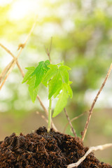 Papaya sapling, Agriculture Papaya tree with outdoor photography Natural background. Agribusiness. Reforestation and reduction of global warming campaign.