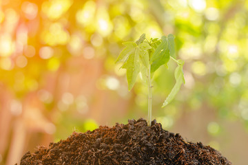 Papaya sapling, Agriculture Papaya tree with outdoor photography Natural background. Agribusiness. Reforestation and reduction of global warming campaign.