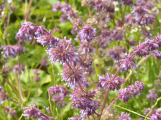 Obraz premium In nature, the blooms Salvia verticillata
