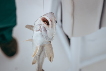 Trout Catch hanging on Fishing Line Hook