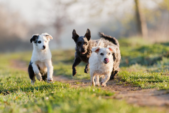 three small dogs running on a field path