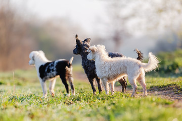 three small dogs looking in one direction