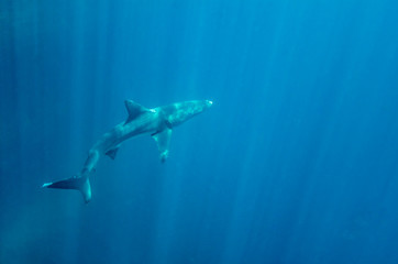 A shark swimming in the Pacific Ocean