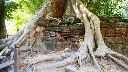 Tree root and stone rock wall at Ta Prohm Temple in Angkor wat complex, Siem Reap Cambodia.