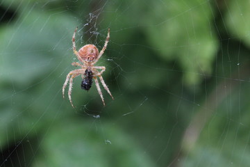 Spinne