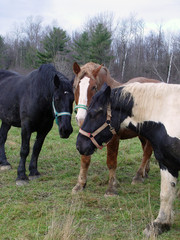 Fototapeta premium Curious horses looking over a visitor to their pasture