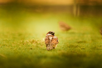 Sparrow in the grass