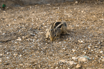 squirrel eating grains in a garden