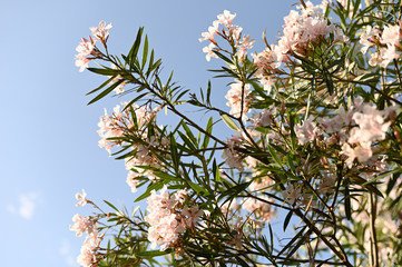 beautiful white flowering azalea bushes in Spain in Mallorca
