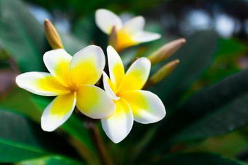 Macro view of the delicate beautiful fresh tropical exotic white and yellow flower Frangipani or Plumeria taken in Asia, Vietnam park or garden. 