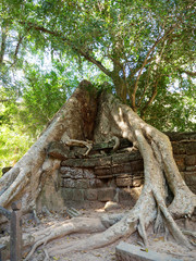 Tree root and stone rock wall at Ta Prohm Temple in Angkor wat complex, Siem Reap Cambodia.