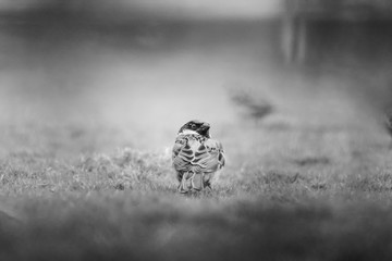 Sparrow in the grass